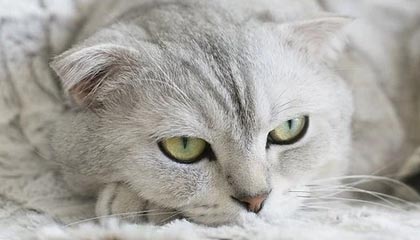 世界杯手机观看-大奖赛塞尔比跻身四强 利索夫斯基贡献“罕见”一幕