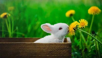 西蒙斯将被用来交易哈登？76人总经理：没有的事